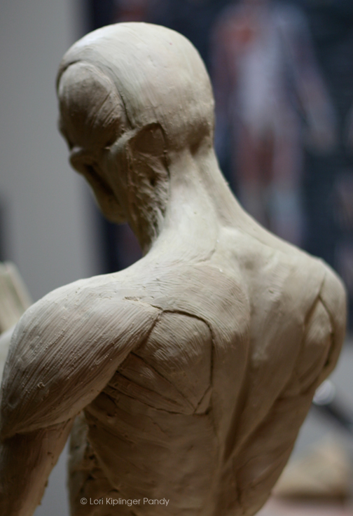 Lori Kiplinger Pandy Sculpture Ecorche anatomy study of muscles in clay