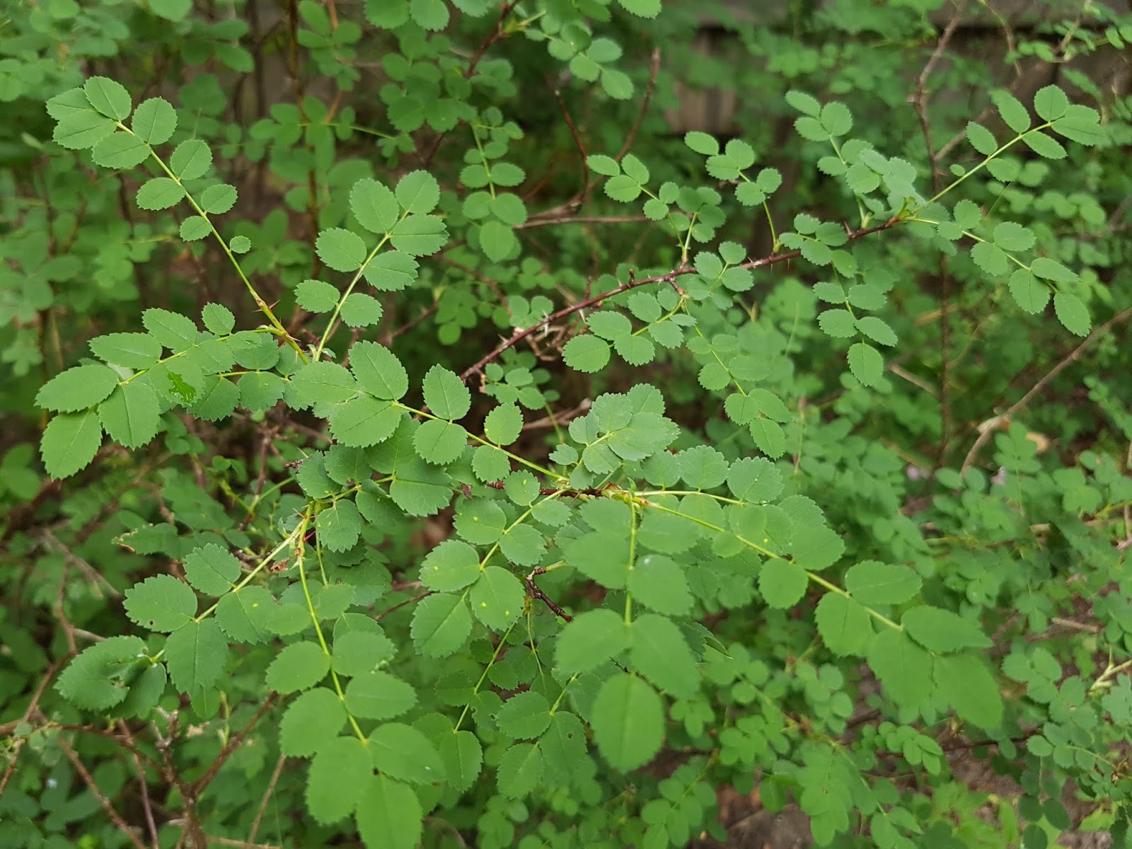 Roseraies Tschanz St Prex Pdf Telechargement Gratuit