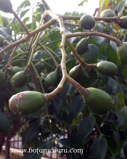 Spondias dulcis, Ambarella, Golden Apple, Great Hog Plum fruits