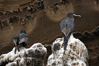 Birds Perched on Aa Lava on Isabela Punta Albemarle