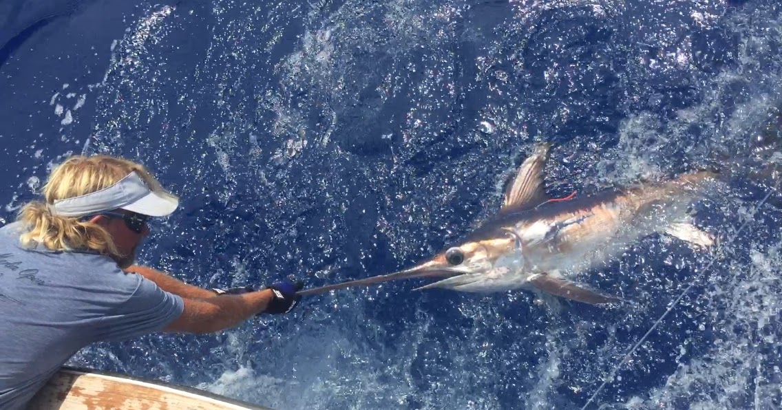 Eff you, it's my blog Does that swordfish look sick to you?