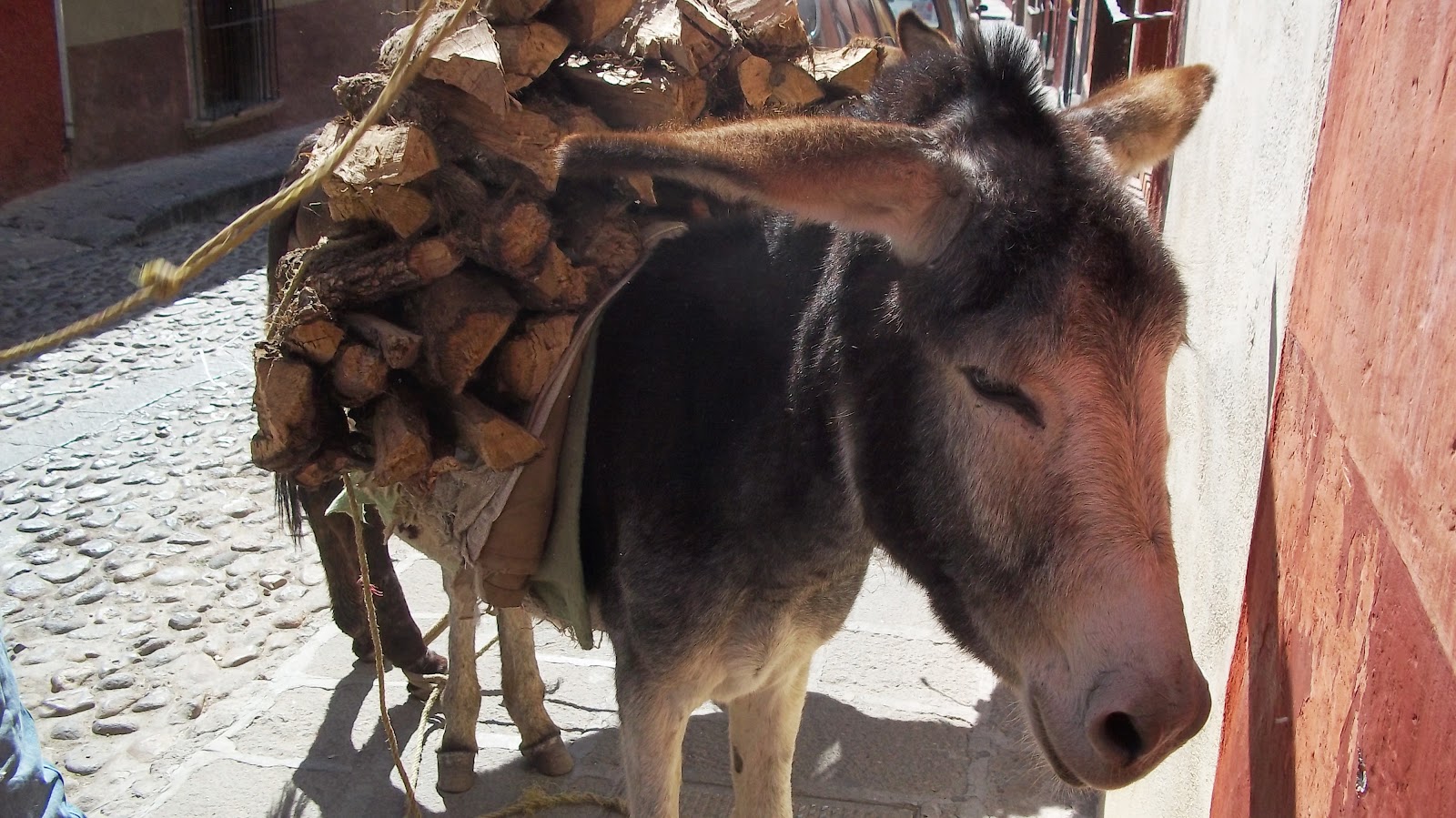 MEXICO and BEYOND: LAURA'S PHOTO JOURNEY: A LITTLE LOVE AFFAIR WITH THE