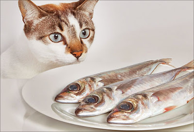cat and fishes