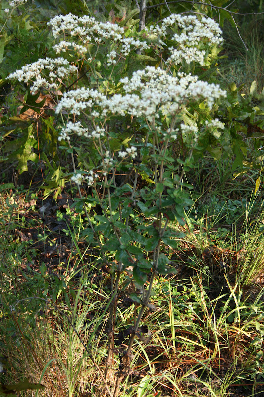 Native Florida Wildflowers Wild buckwheat Eriogonum tomentosum