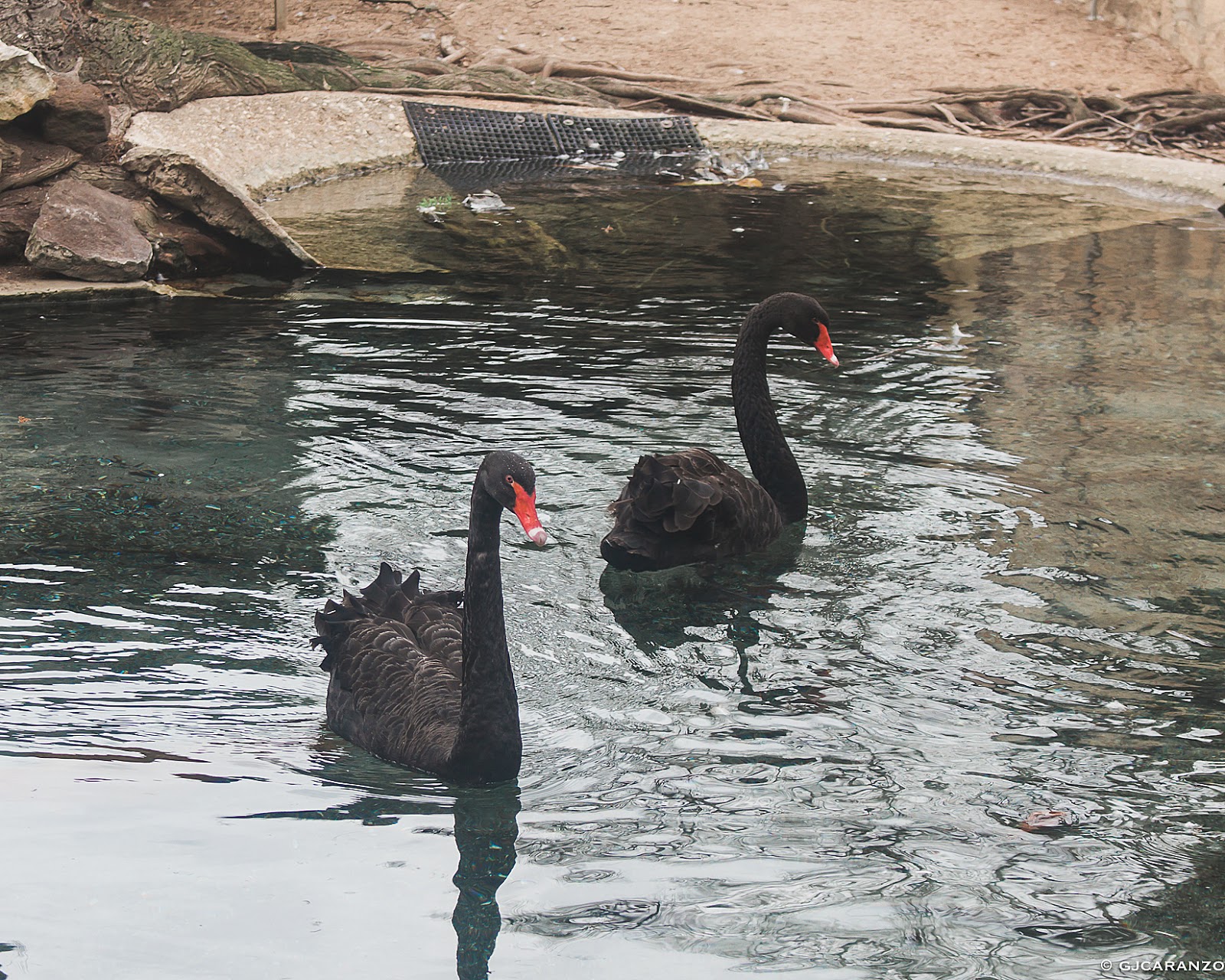 The San Antonio Zoo: Things To Do in Texas, USA