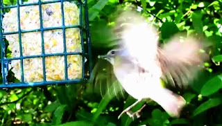 Yellow Rumped Warbler Hovering