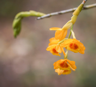 Lan Hoàng thảo vàng cam - Dendrobium chryseum Rolfe 2 Dendrobium%2Bchryseum%2BRolfe