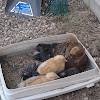 Baby Chicken Dust Bath / Ultimate Chicken Dust Bath Recipe: 3 Powerful Additions ... - Chickens learn at an early age that when their feathers start feeling a bit dirty, it's time for a bath.
