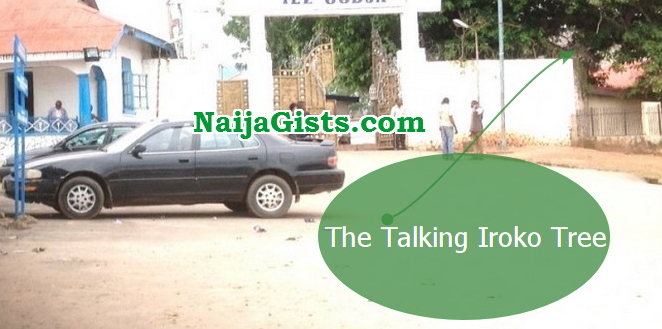talking iroko tree ooni palace