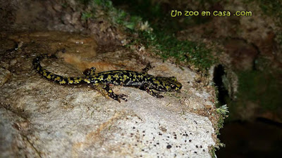 Aneides aeneus - Green Salamander