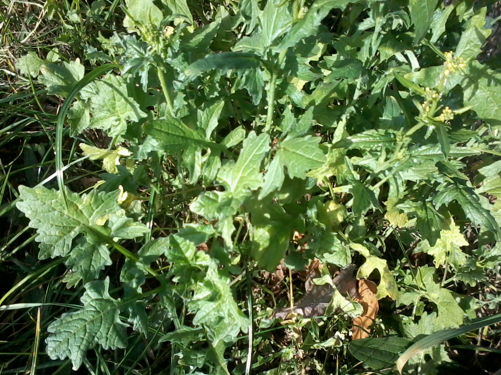 HufreheBlog WegRauke