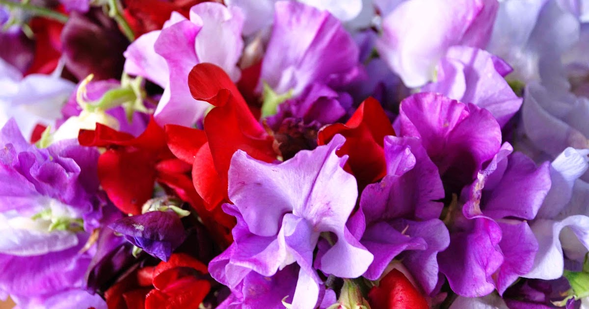 buy sweet pea plants near me