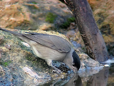 Curruca bebiendo agua