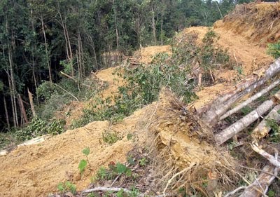 kesan pembalakan haram musnahkan hutan, pencerobohan hutan, hutan botak, penggondolan hutan, lindungi hutan, pencemaran sungai dan alam sekitar kesan pembalakan haram, kemusnahan hutan Malaysia tahun 2014