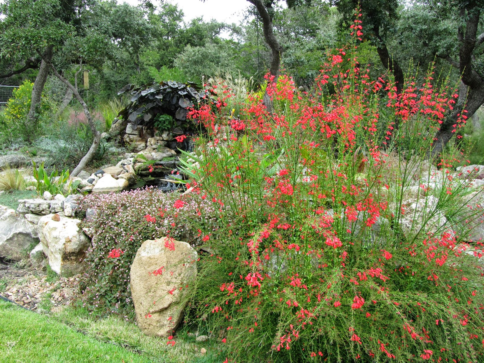 Hastypearl: South Texas Red Garden October Hastypearl