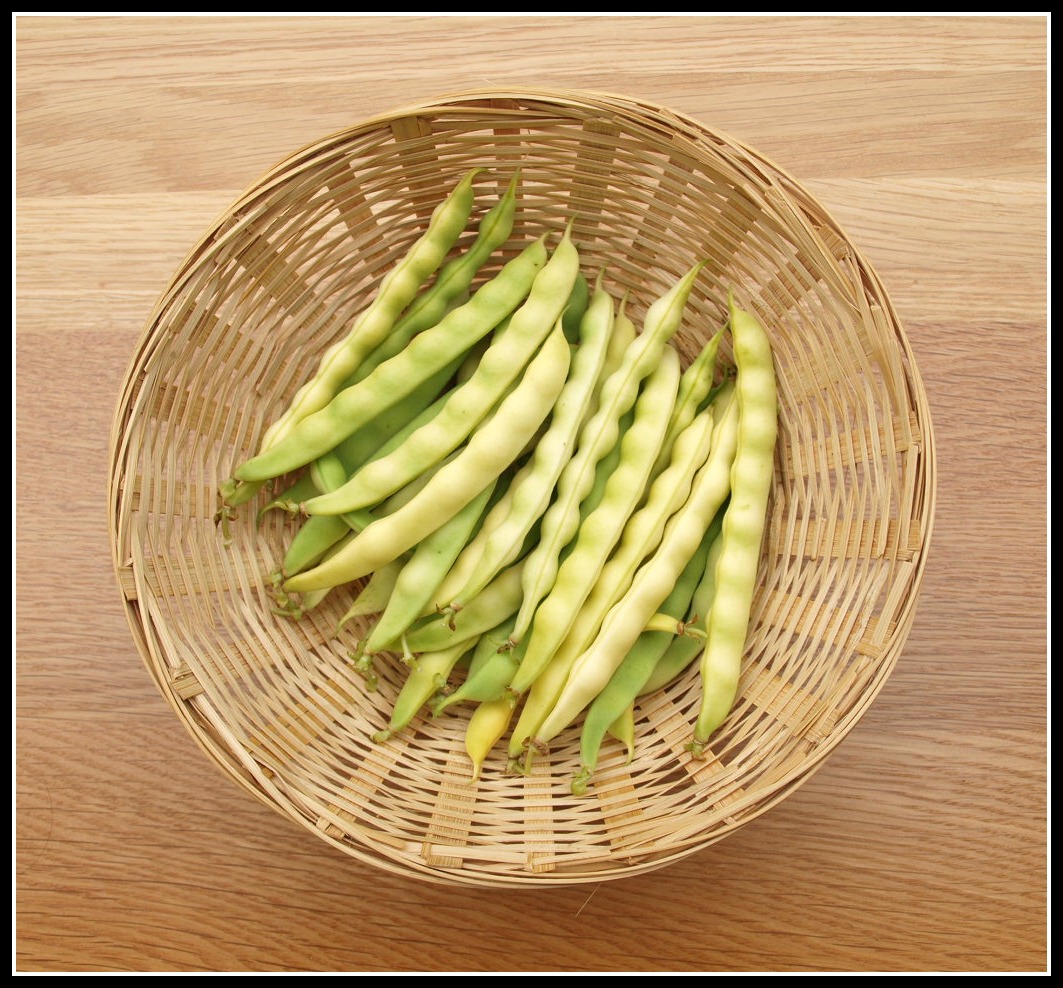 Mark's Veg Plot Mechelse Tros the Mushy Pea bean