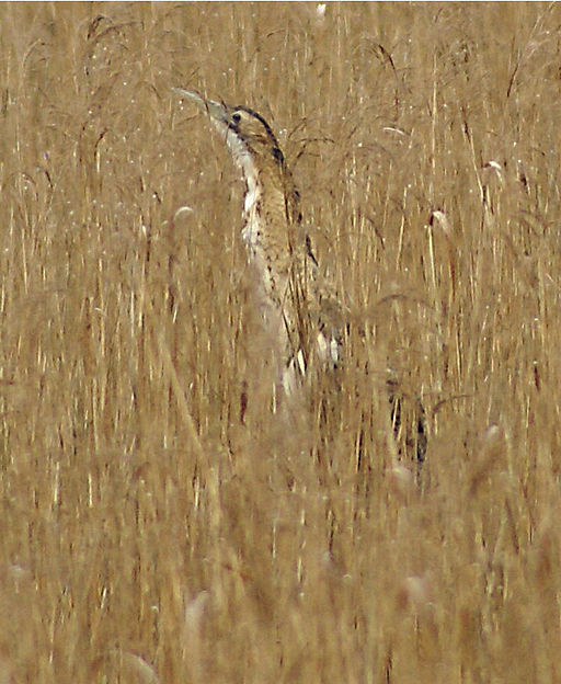 Plants, insects and animals: Bittern