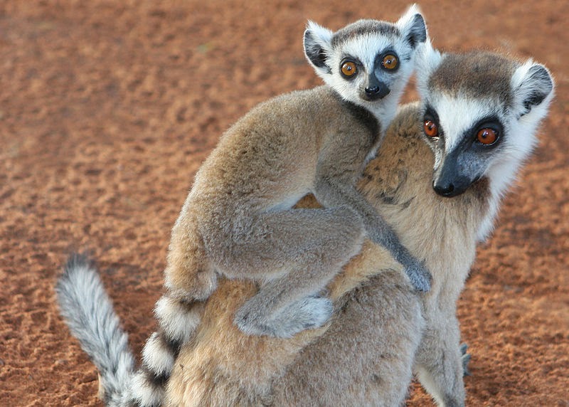 Blessed Little Creatures: Madagascar's Favorite Fur Balls: Ring-Tailed  Lemurs
