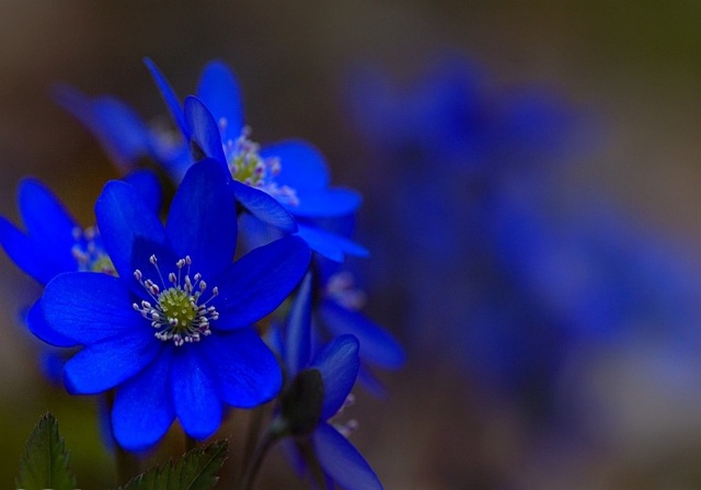 Pretty Pictures Of Blue Flowers Pretty Pictures Of Blue Flowers