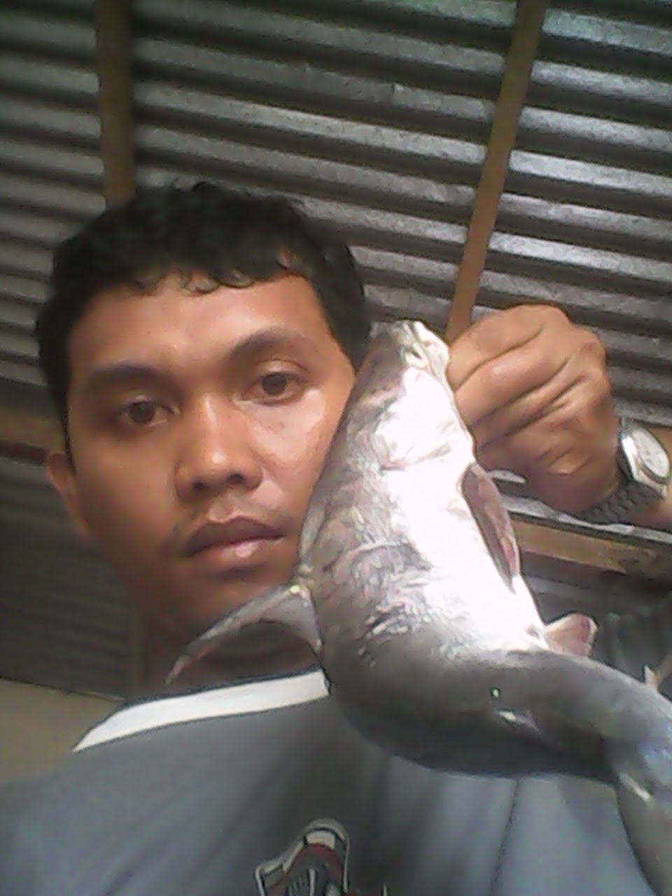 PANGAI GABU - Faridal AR Fishing Blog PANGAI GABU - Faridal AR Fishing Blog