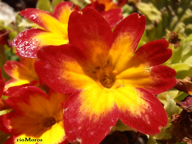 PRÍMULA o primavera: Primula vulgaris