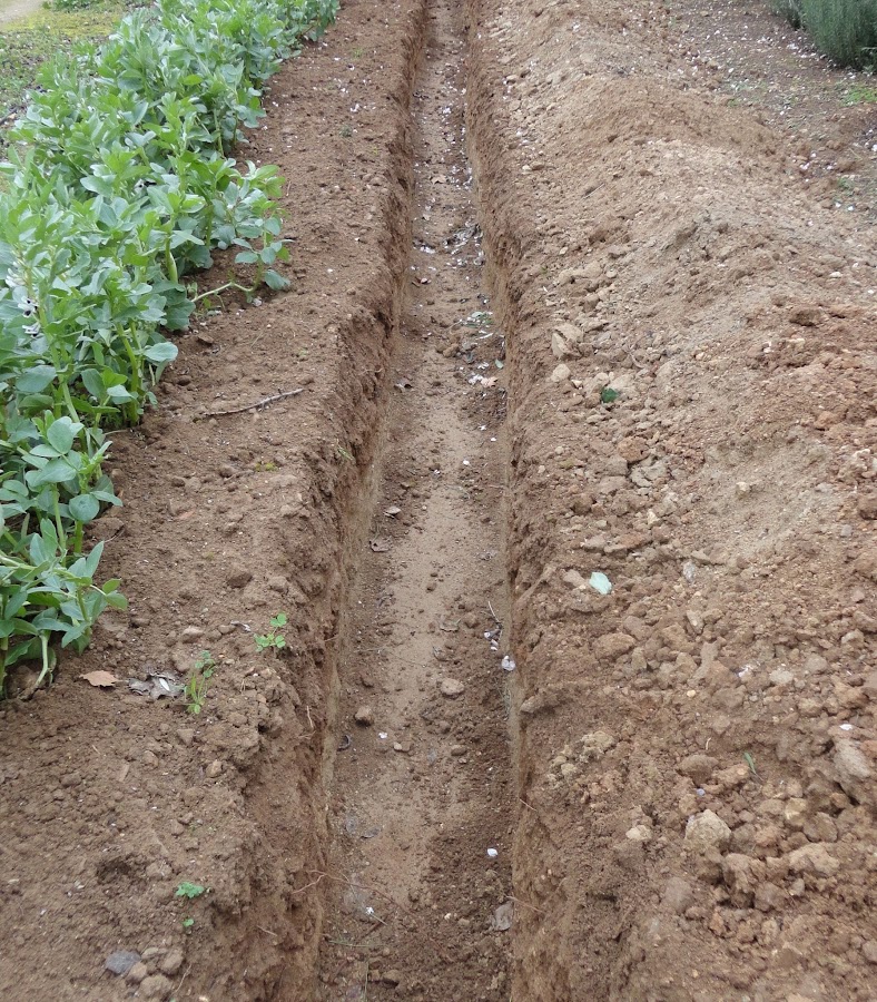 BANCAL PARA PLANTAR GARRAS DE ESPÁRRAGOS