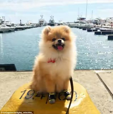 1a12 The rich dogs of Instagram live a life that will make the average human green with envy