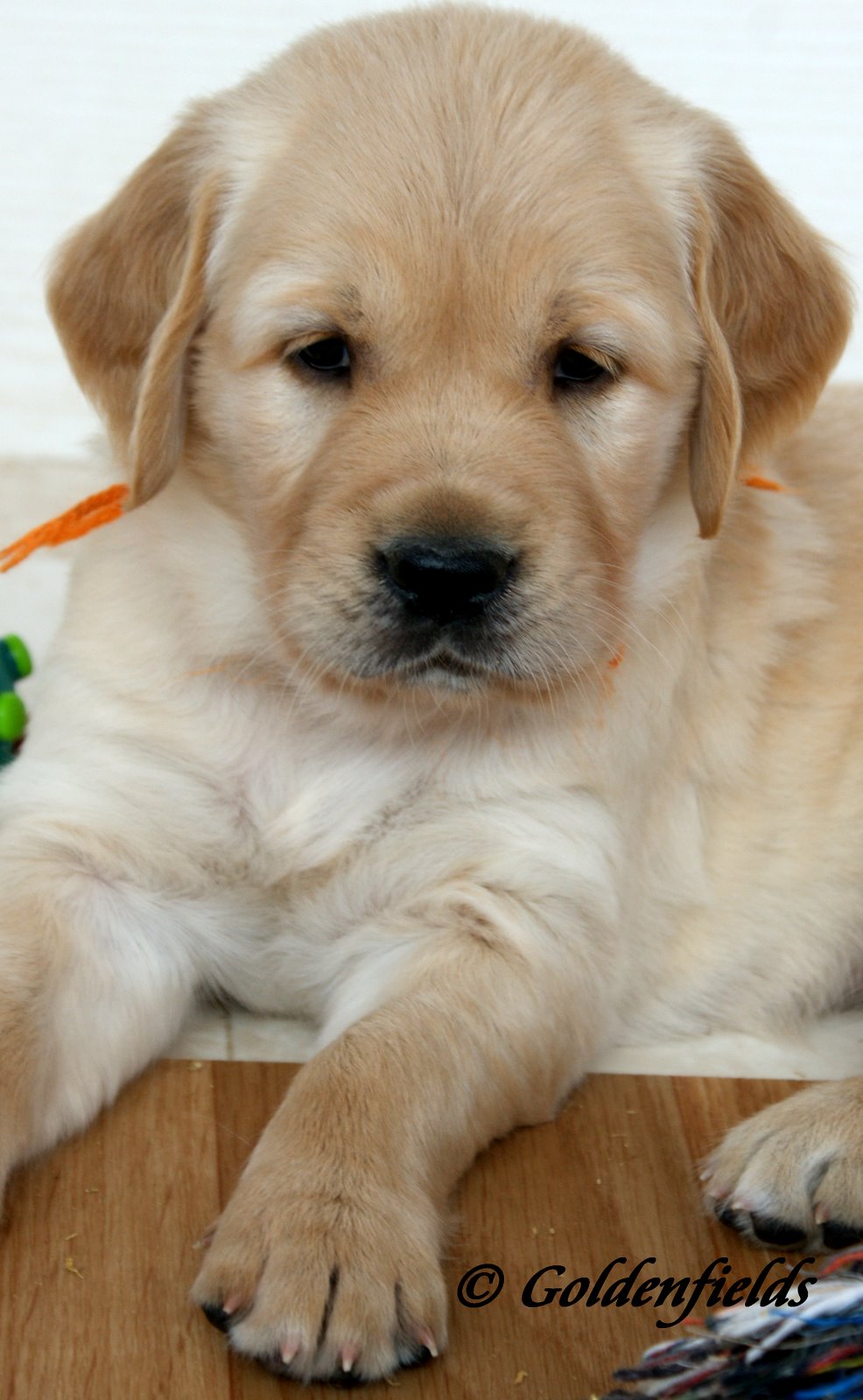 Golden Retriever Welpen Familienzucht Goldwelpen Wunderschöne Golden Retriever Welpen Golden