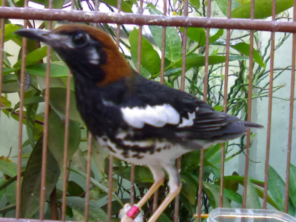 Mengenal Burung Anis Kembang  Burung Gue