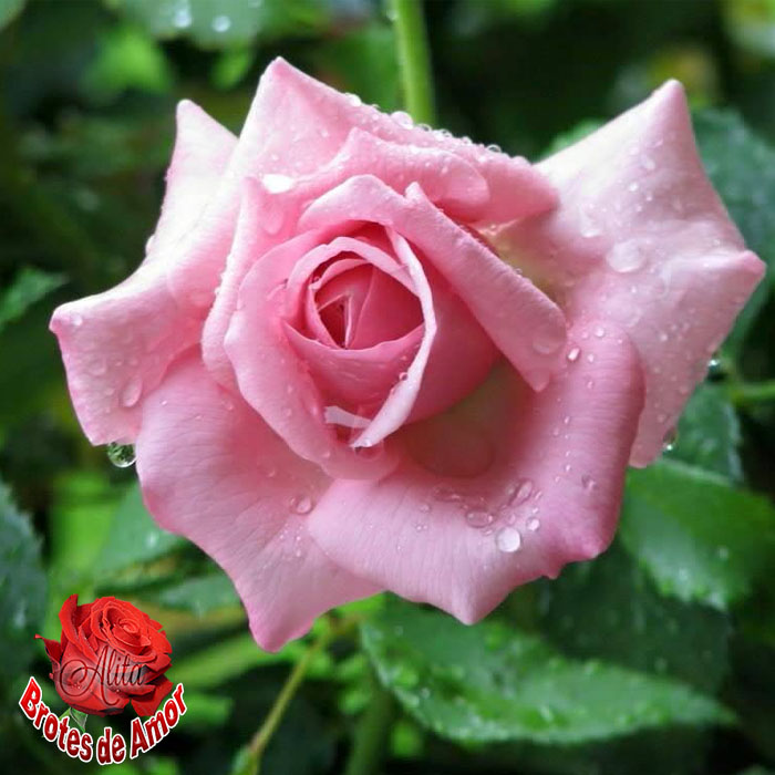 Brotes de Amor: Significado rosas rosadas