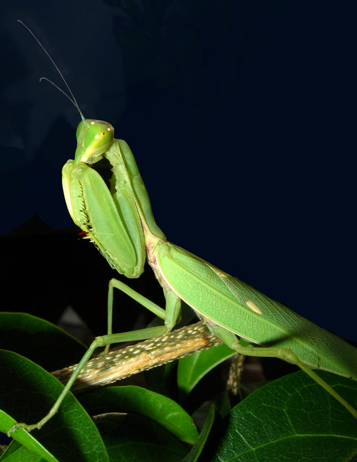 Kelas hexapoda atau Insecta Guru Kito