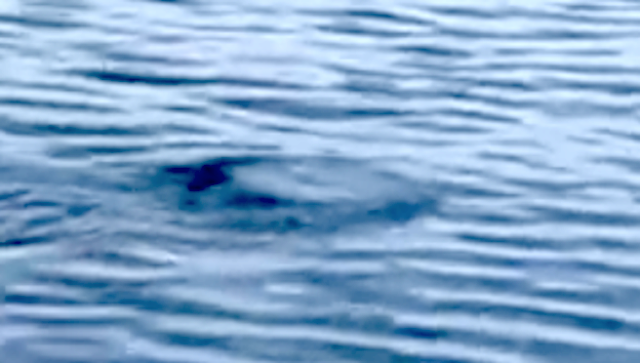 Water UFO Seen In New Hampshire Lake Baffles Eyewitness Galaxy%252C%2BUFO%252C%2BUFOs%252C%2BNFL%252C%2Bsighting%252C%2Bwar%252C%2B%252C%2Bsightings%252C%2BCarina%252C%2BNebula%252C%2Bblue%252C%2BHeineken%252C%2BStar%2BTrek%252C%2BStargate%252C%2Btop%2Bsecret%252C%2BET%252C%2Bvillager%252C%2Batlantis%252C%2BW56%252C%2BSteve%252C%2BGod%252C%2Bqueen%252C%2Bart%252C%2Binsect%252C%2BNibiru%252C%2BAI%252C%2BCNN%252C%2BFox%252C%2BNBC%252C%2Bnews%252C%2Bnebula%252C%2B3