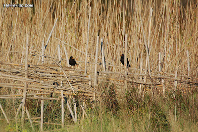 Merla (Turdus merula)