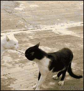 Funny cats - part 114 (40 pics + 10 gifs), cat gif