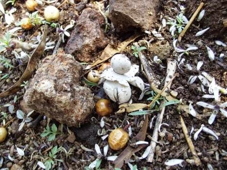 Roots 'n' Shoots: Wild & Lawn Mushrooms