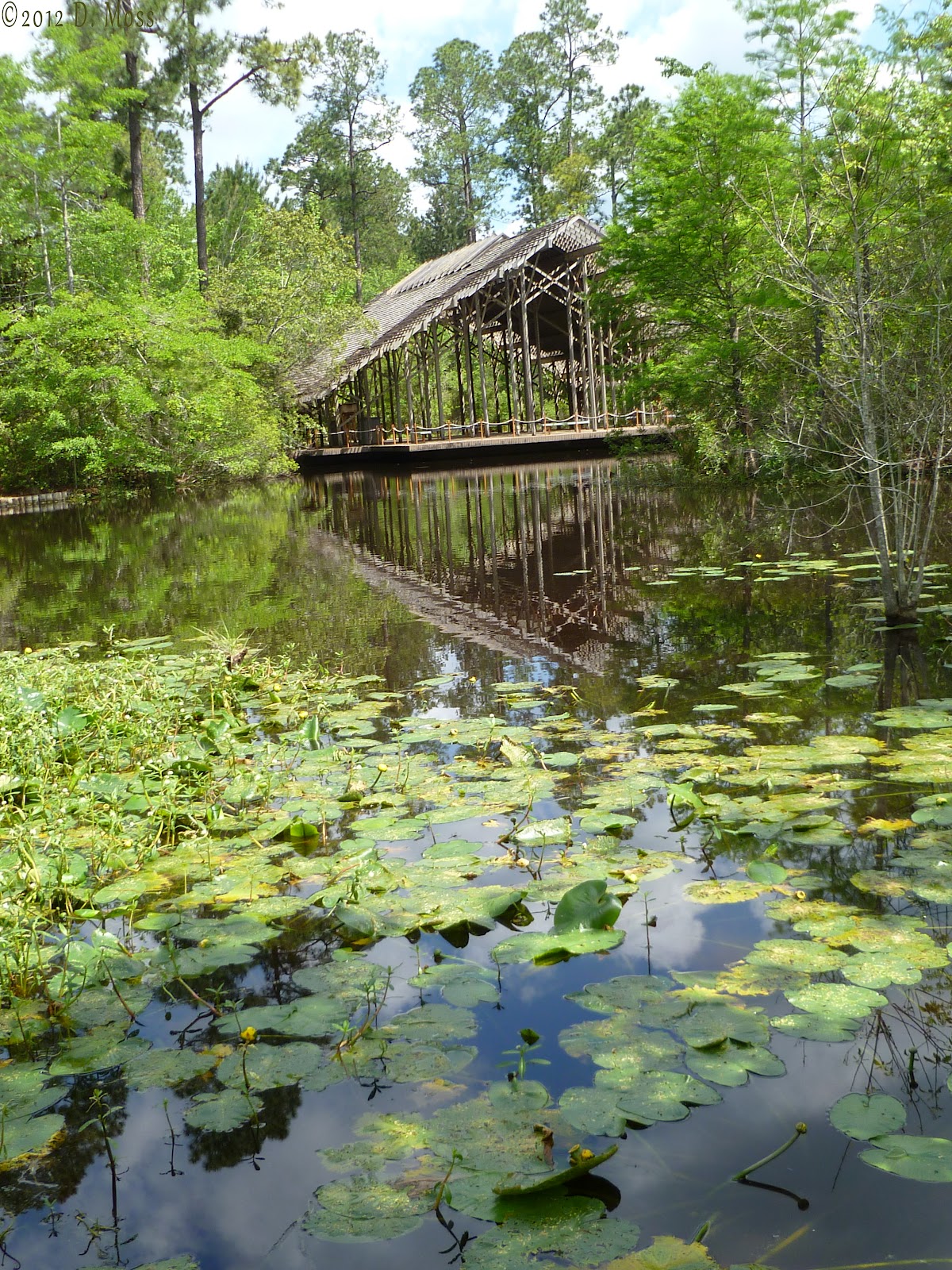 the cat and the bee Crosby Arboretum, Picayune, MS