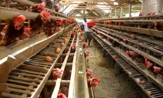 Tips Memelihara Ayam Petelur Poultryshop Indonesia