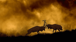 Wildlife photography samples