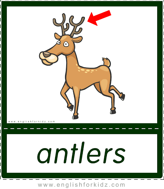 Printable Flashcards Animal Body Parts. Part 1.