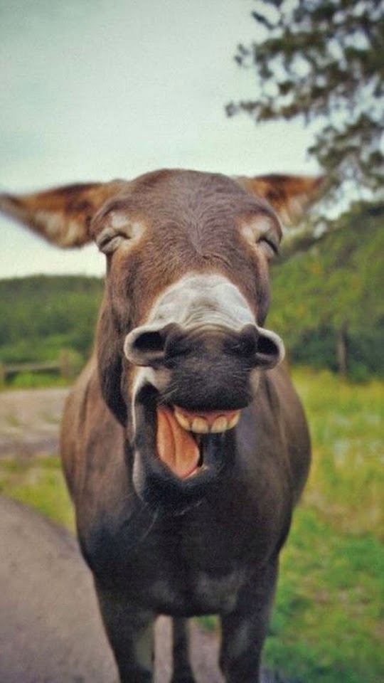   Funny Smiling Donkey   Galaxy Note HD Wallpaper