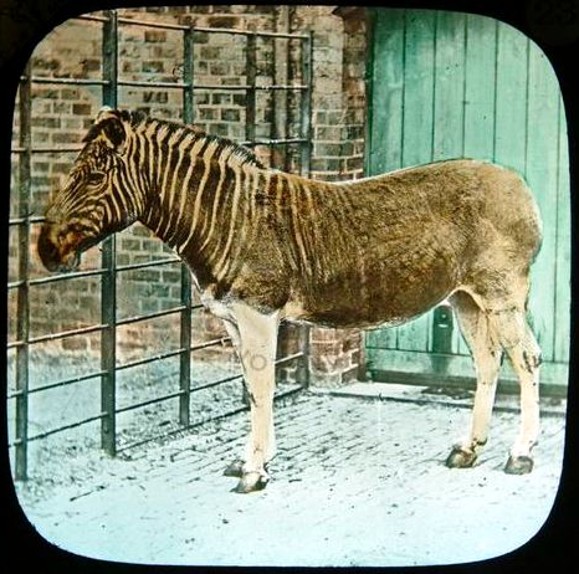 ShukerNature A QUINTET OF QUAGGA PHOTOGRAPHS