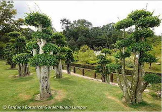 Banyak tumbuhan yang dapat dijadikan sebagai pohon bonsai diantaranya adalah Asam Pohon Serut Untuk Tanaman Bonsai