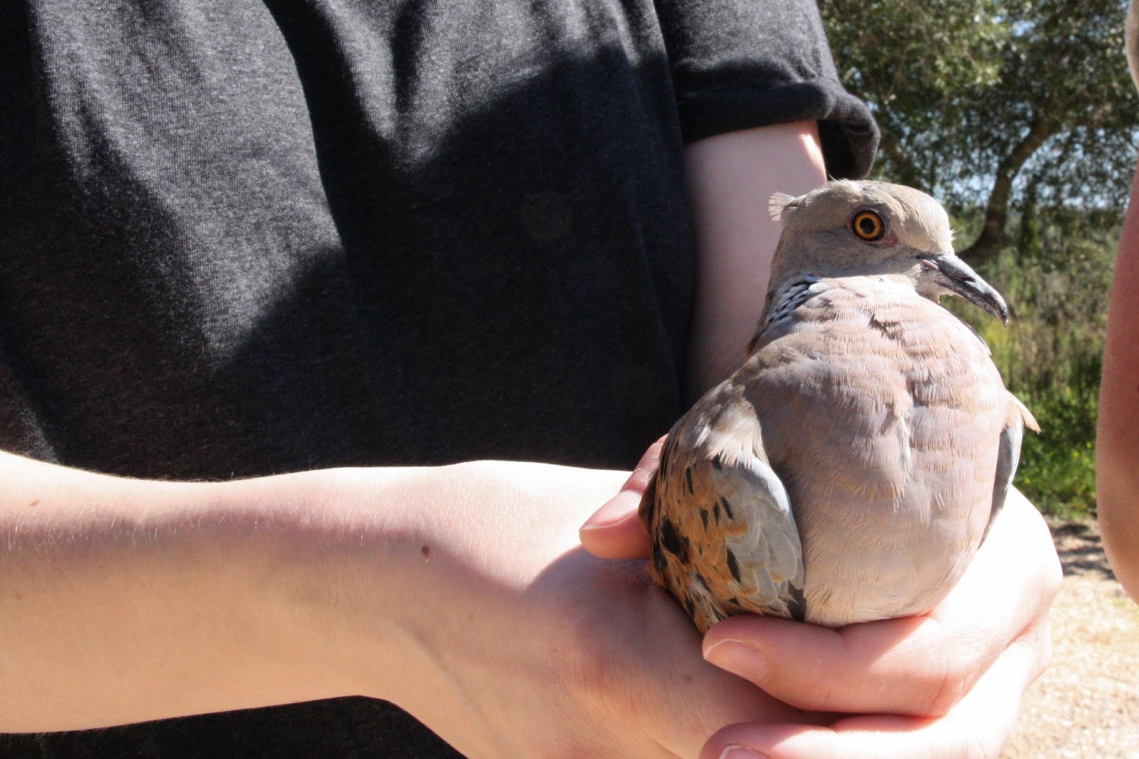 Aprender a diferença entre rola-brava e rola-turca em Sábado Livre - RIAS