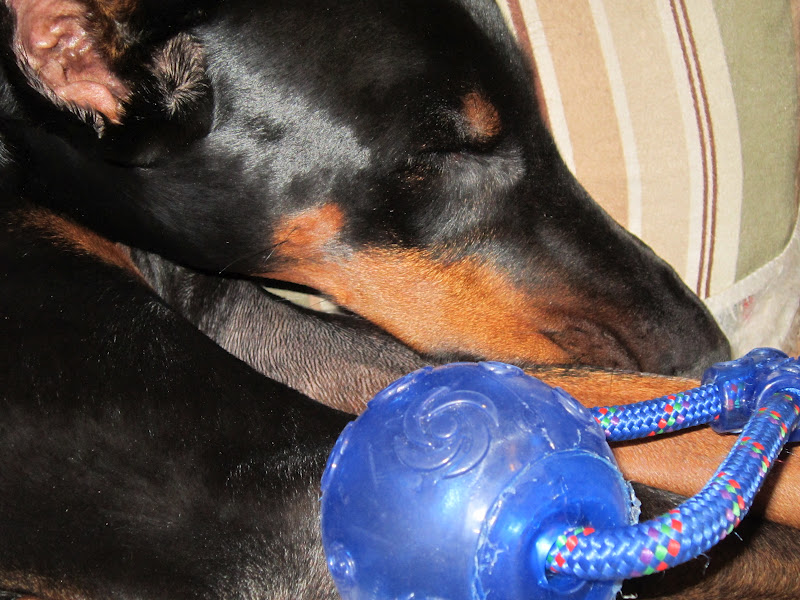 The Elka Almanac Doberman Health vonWillebrand's Disease