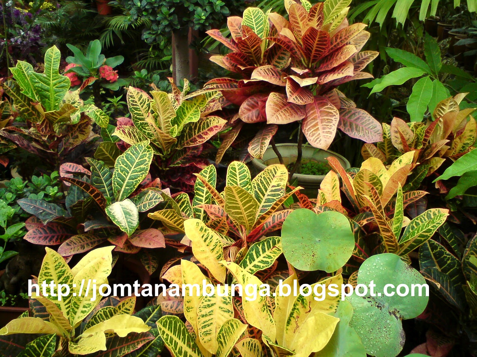 Jom Tanam Bunga Tip Tanam Jaga Pokok Puding Jom Tanam Bunga Tip Tanam Jaga Pokok Puding