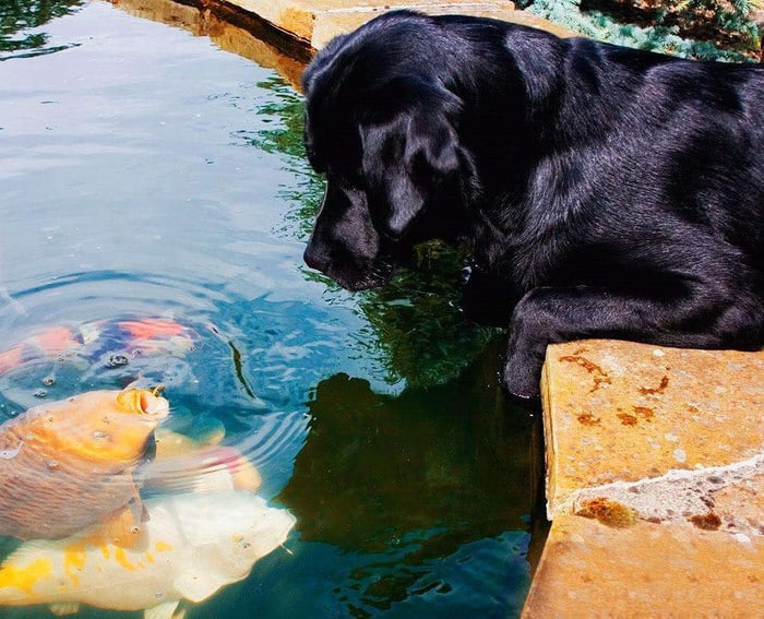 Собаки и рыбки