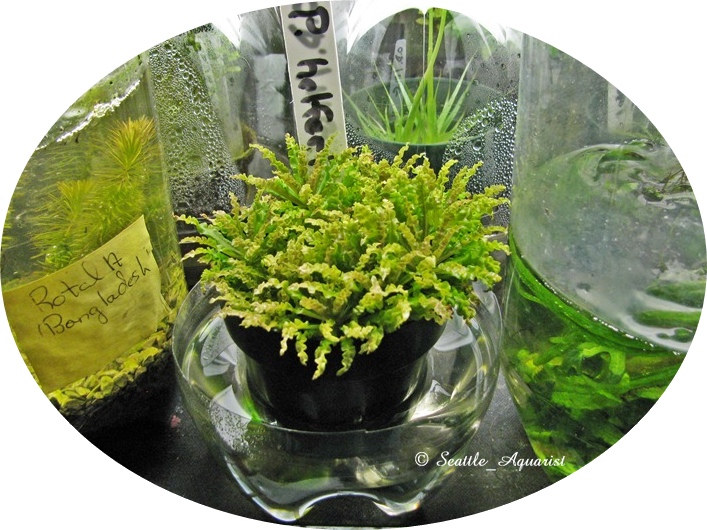 Growing Aquarium Plants Emersed Seattle Aquarist Blog