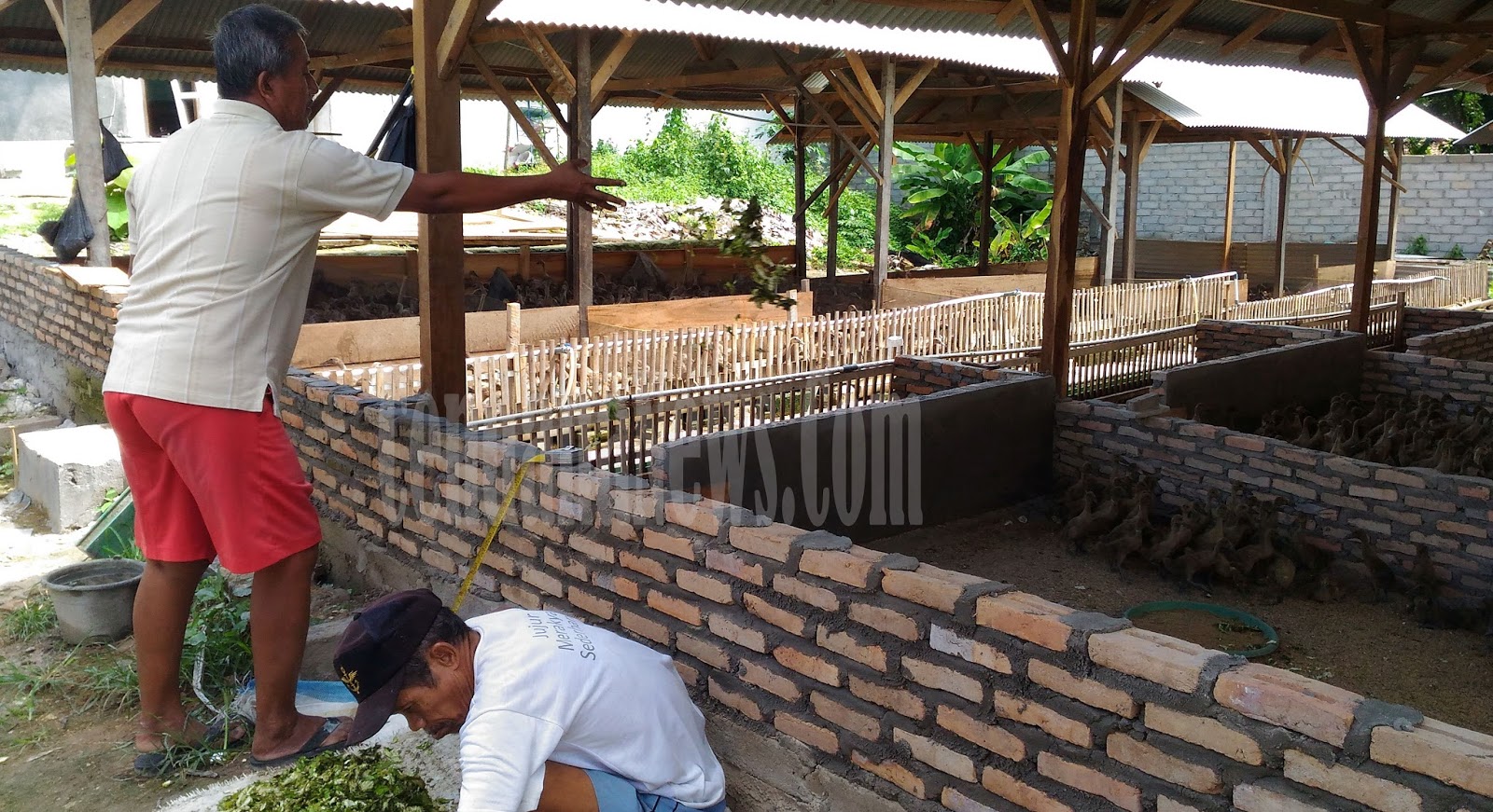 Ukuran Kandang Bebek Pedaging 100 Ekor Berbagai Ukuran Ukuran Kandang Bebek Pedaging 100 Ekor Berbagai Ukuran