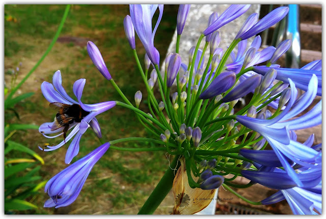 Foto de la semana: flor del amor con abejorro