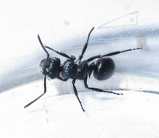 Echinopla striata